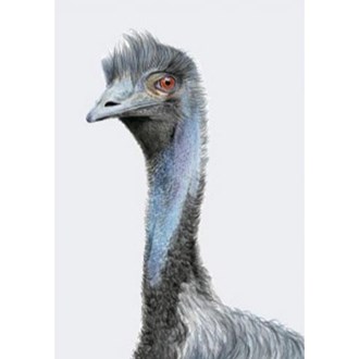 Earl the Emu A4 Print