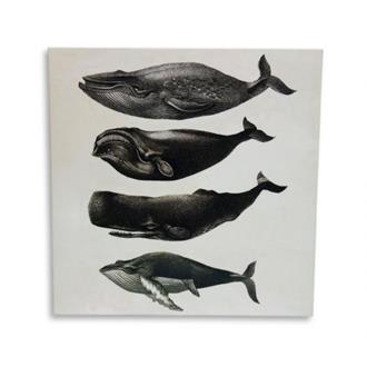 Greeting Card: Whale Chart